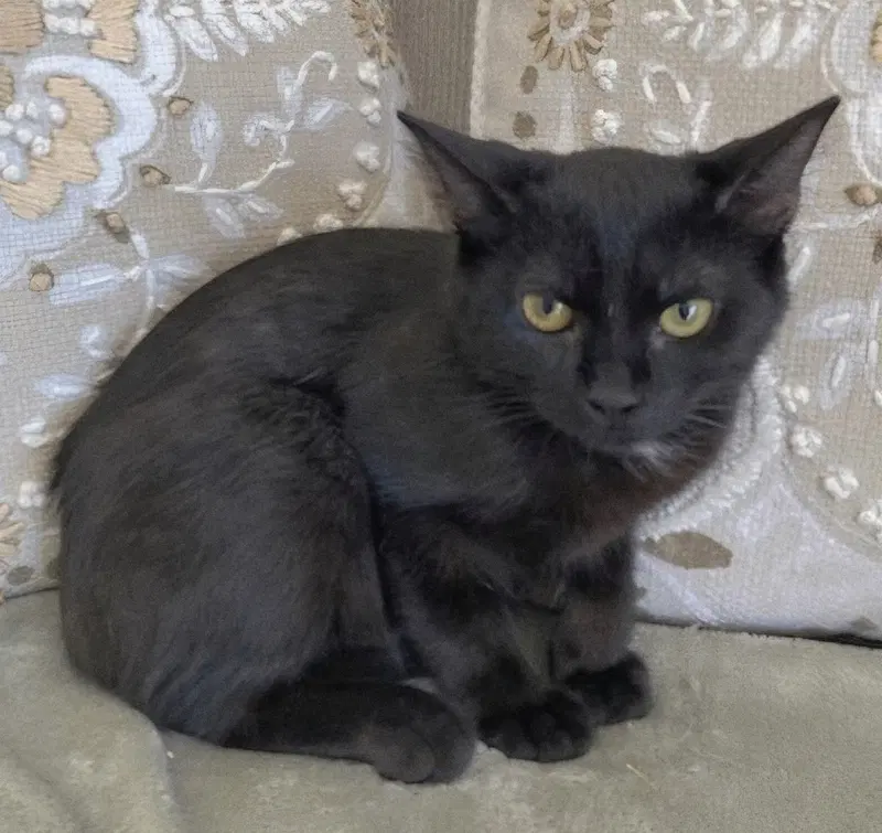 Kitten Bug, photo 2