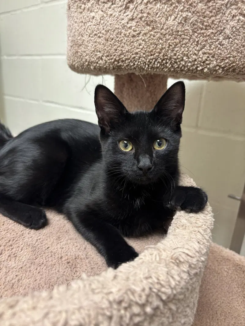 Marla Bonded Pair, a female kitten up for adoption