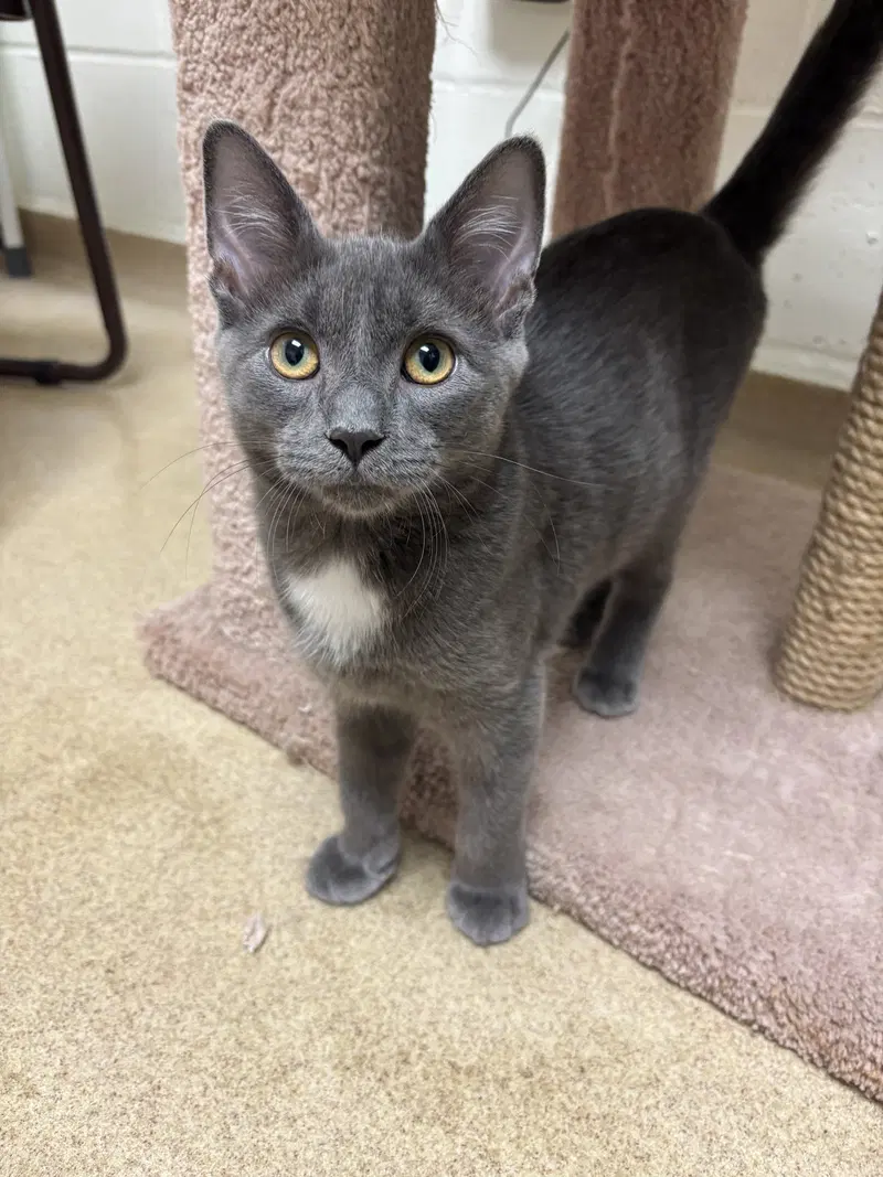 Martin Bonded Pair, a male kitten up for adoption