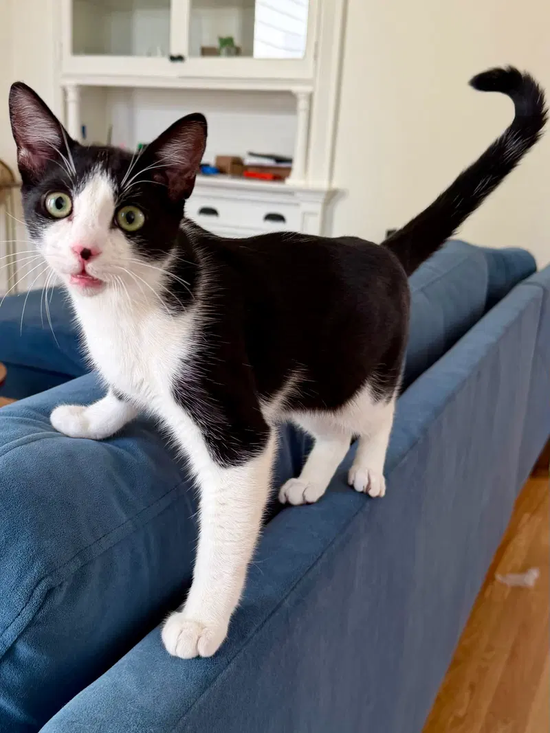 Reed, a male Tuxedo kitten up for adoption