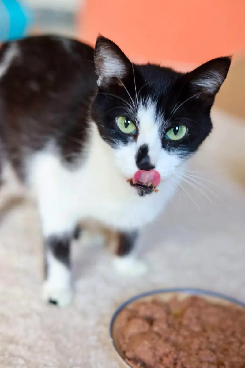 Maraschino, a female cat up for adoption