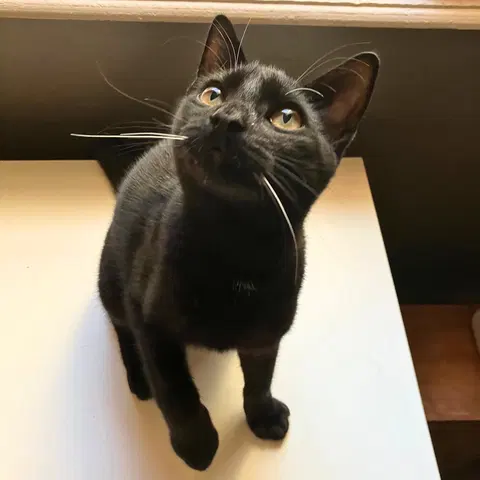 Watch the video of Bronx