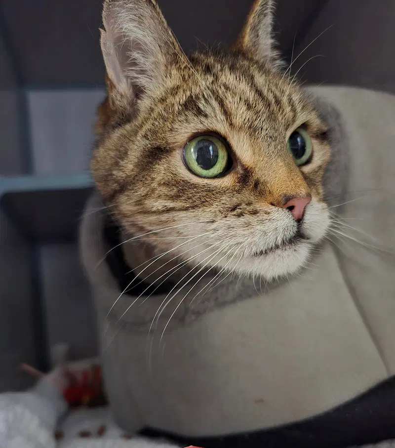 Monkey Boy, a senior male cat up for adoption