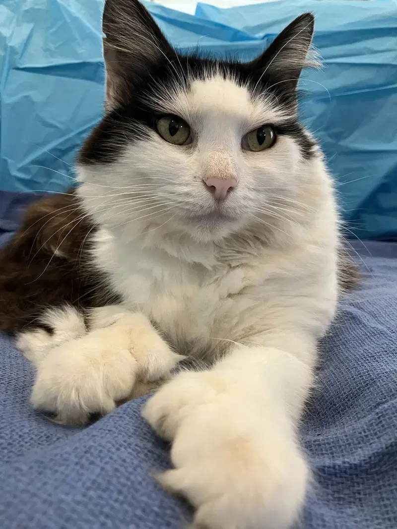 Mittens, photo 2