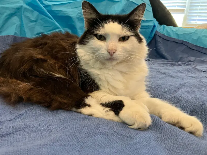 Mittens, photo 3