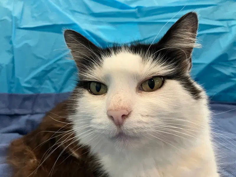 Mittens, an adult female Extra-Toes Cat (Hemingway Polydactyl) cat up for adoption
