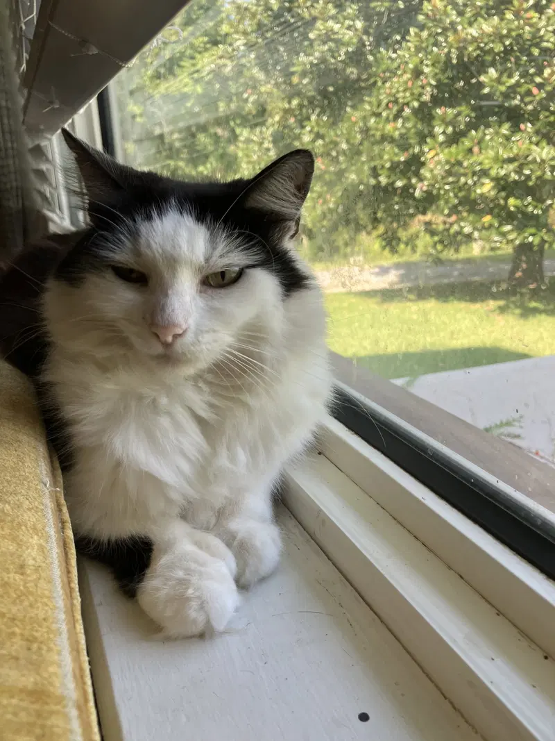 Mittens, photo 4