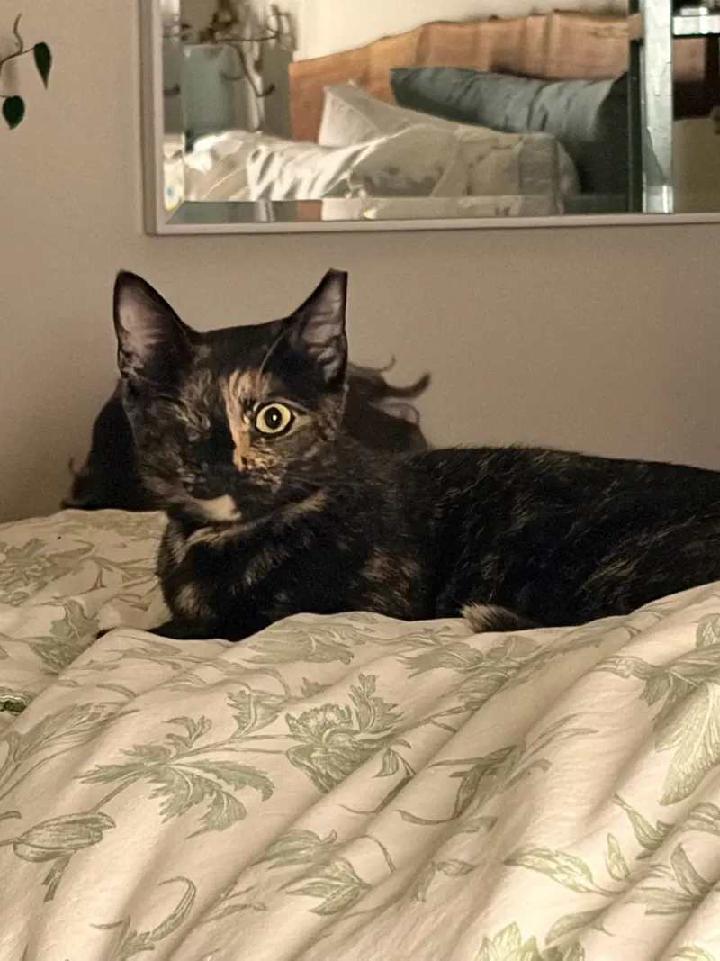 Evie, an adult female Tortoiseshell cat up for adoption
