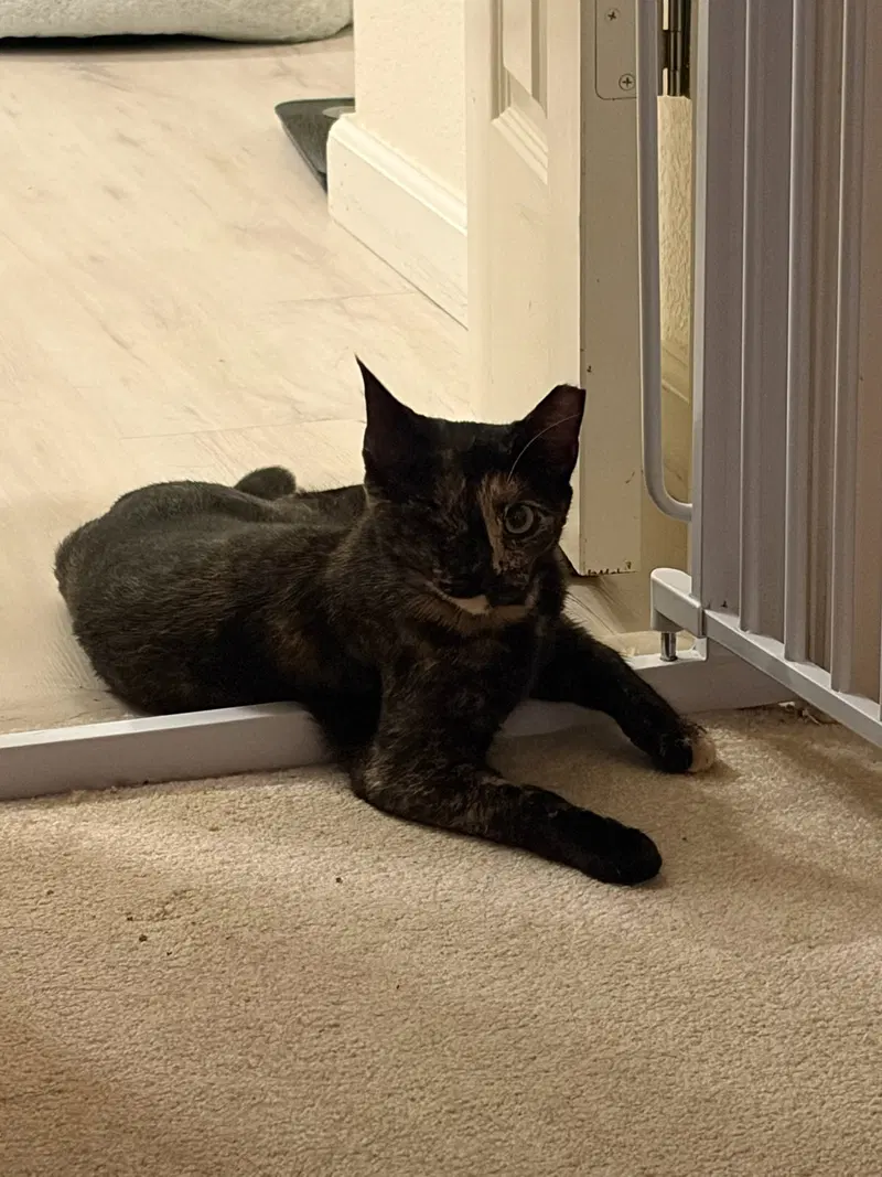 Evie, photo 3