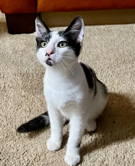 Fritter, a male kitten up for adoption