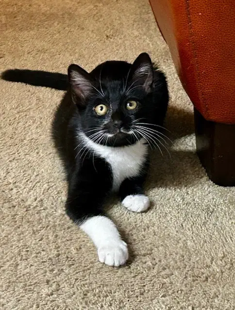Mousse, a male Tuxedo kitten up for adoption