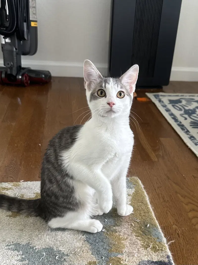 Midge, a young female Tabby cat up for adoption