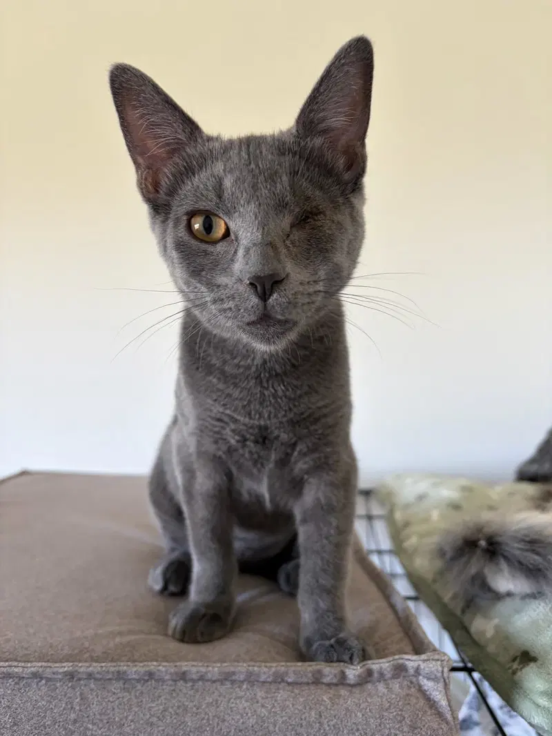 Beetle, a female kitten up for adoption