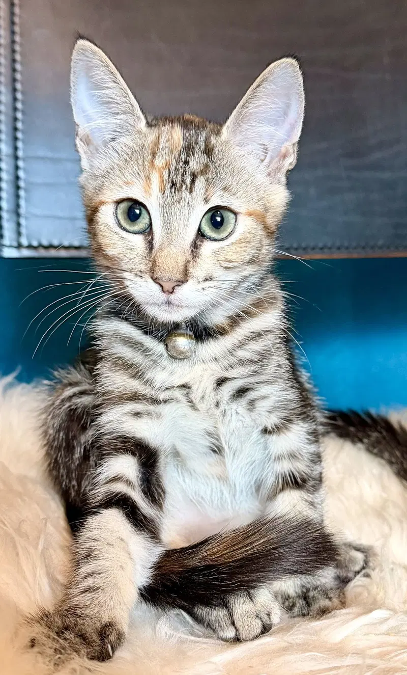 Little Ann, photo 2