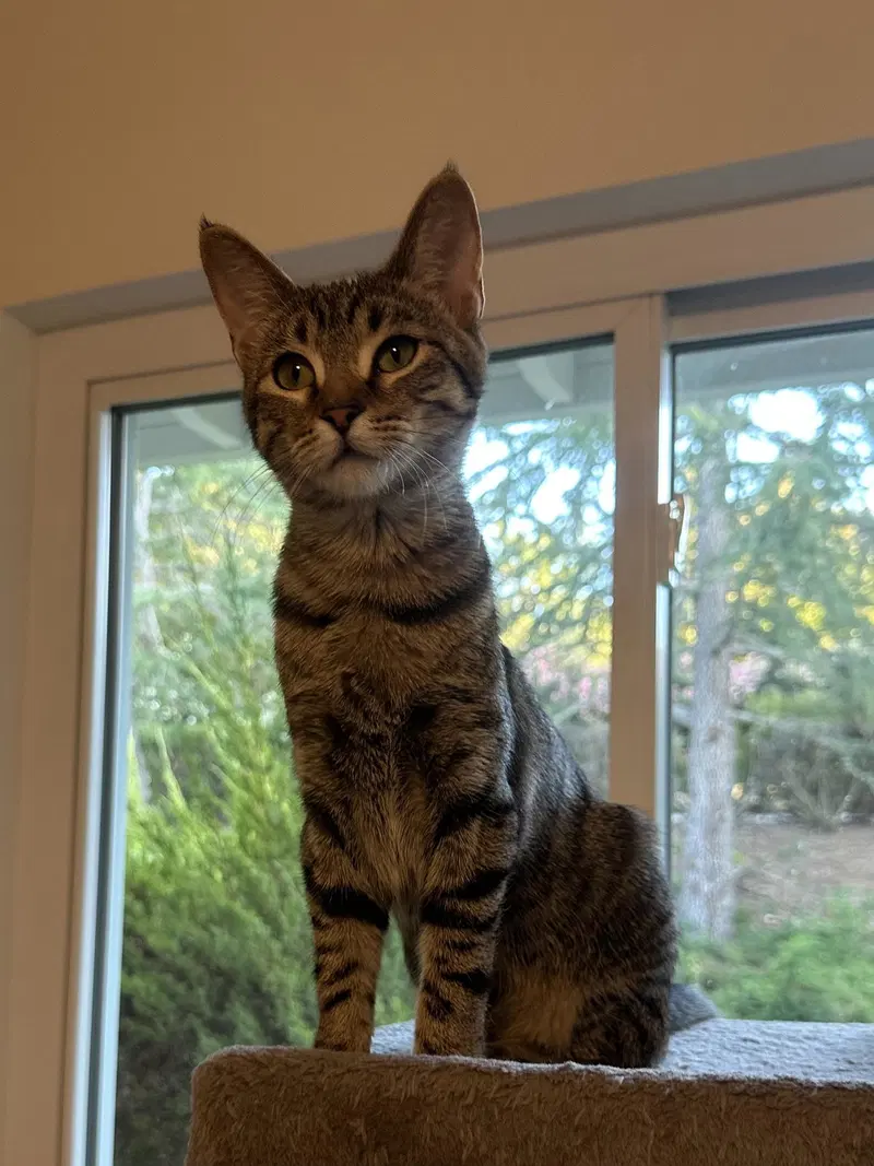Millie, a female Tabby kitten up for adoption
