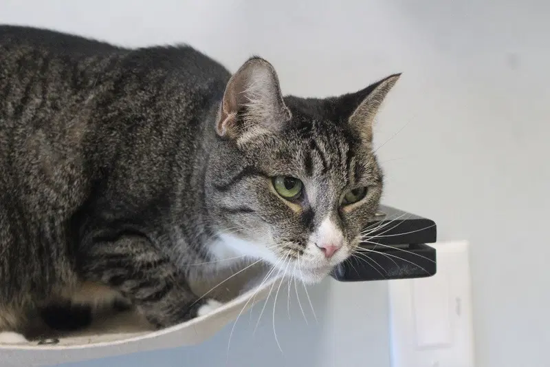 Bluster, an adult male cat up for adoption