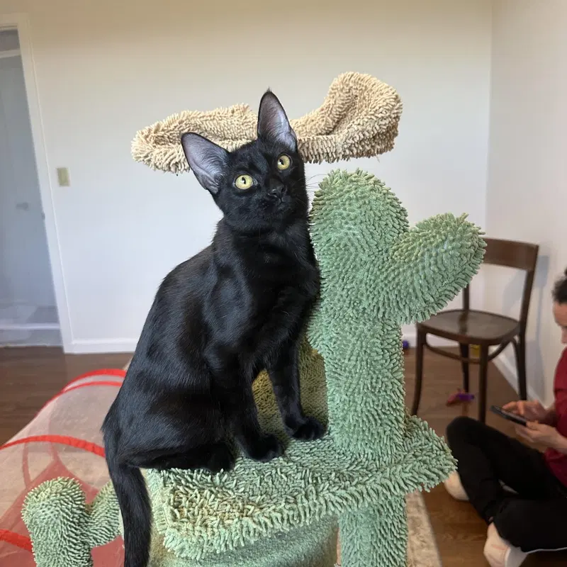 Adrienne, a female kitten up for adoption