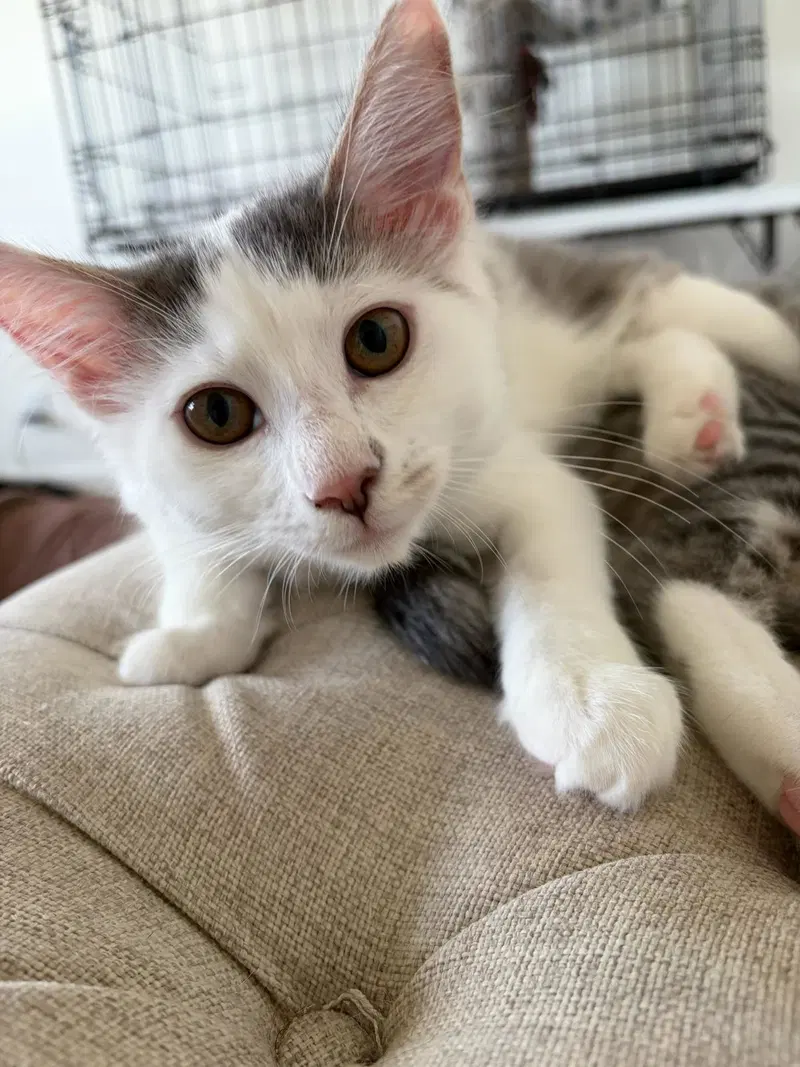 June Bug, a female kitten up for adoption