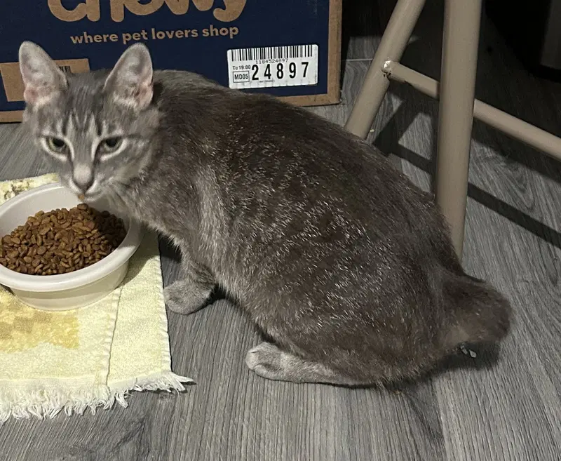 Miss Bob Tail, a female cat up for adoption