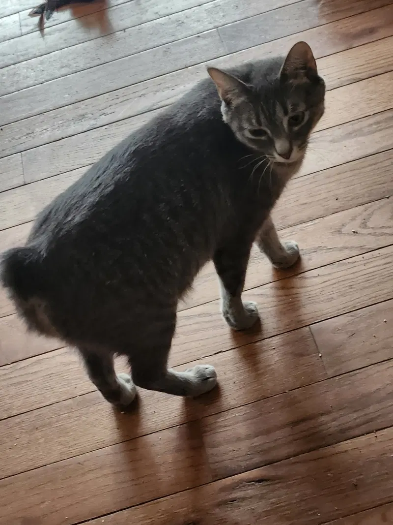 Miss Bob Tail, photo 2