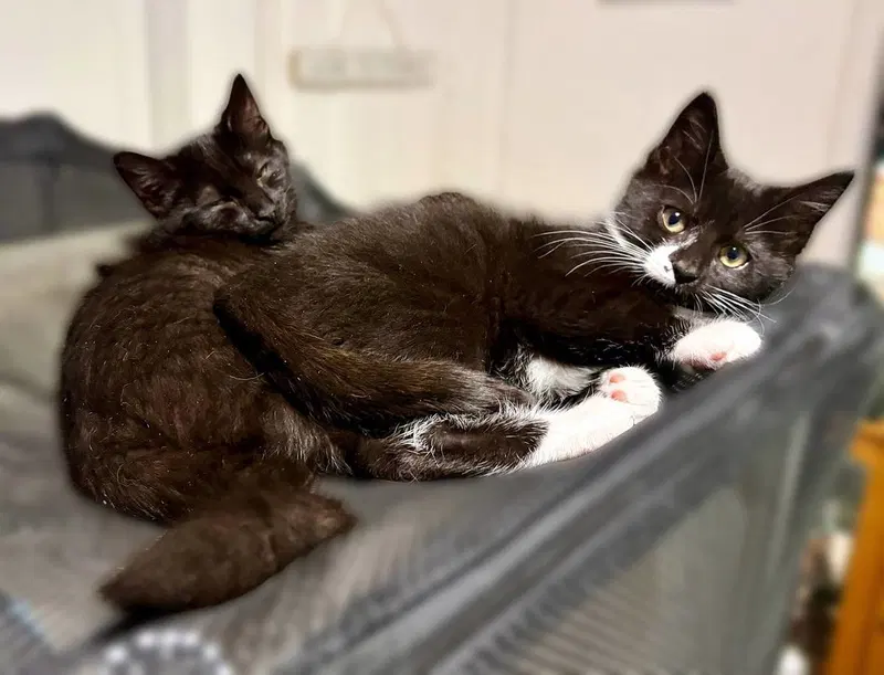 Maisie, a female kitten up for adoption