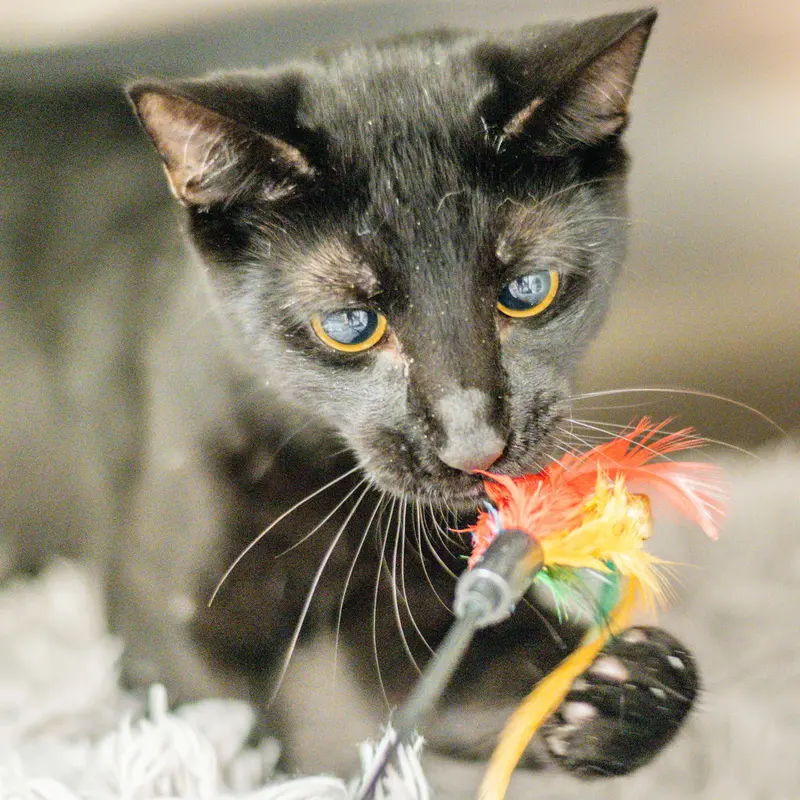 Maurice, a young male cat up for adoption
