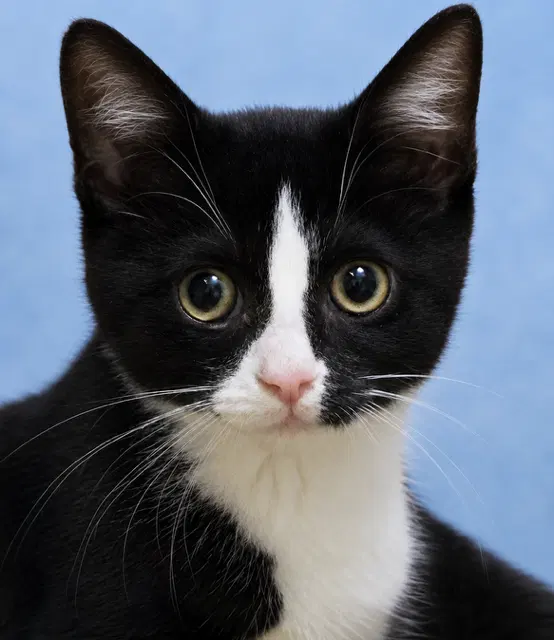 Pixel, a young male cat up for adoption