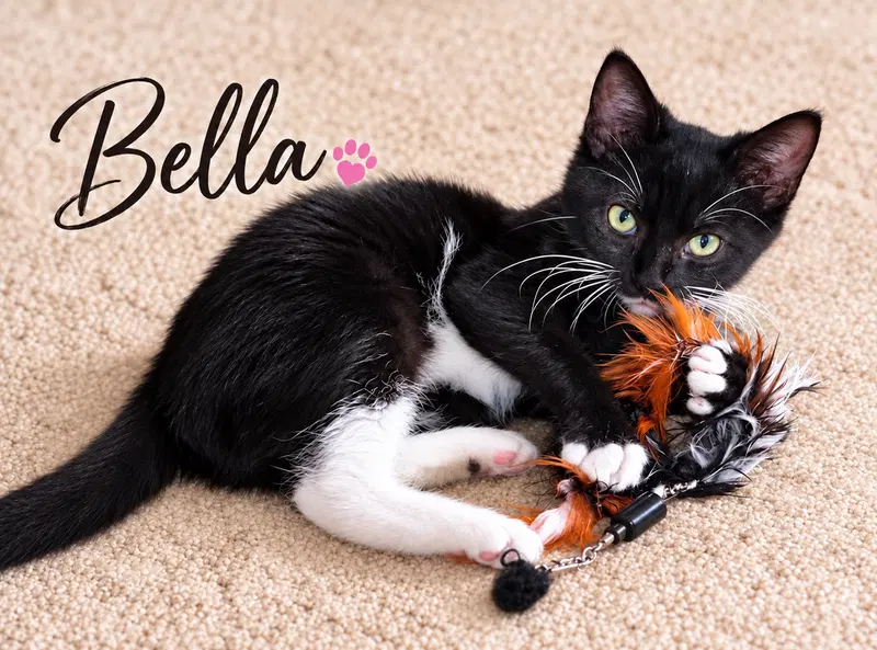 Bella KC, a female Tuxedo kitten up for adoption