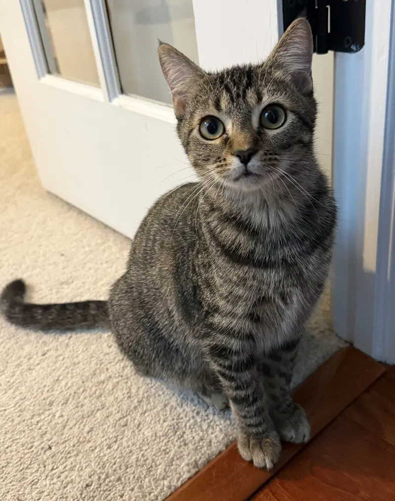 Nemo, a female kitten up for adoption