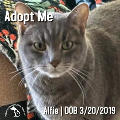 Watch the video of Alfie