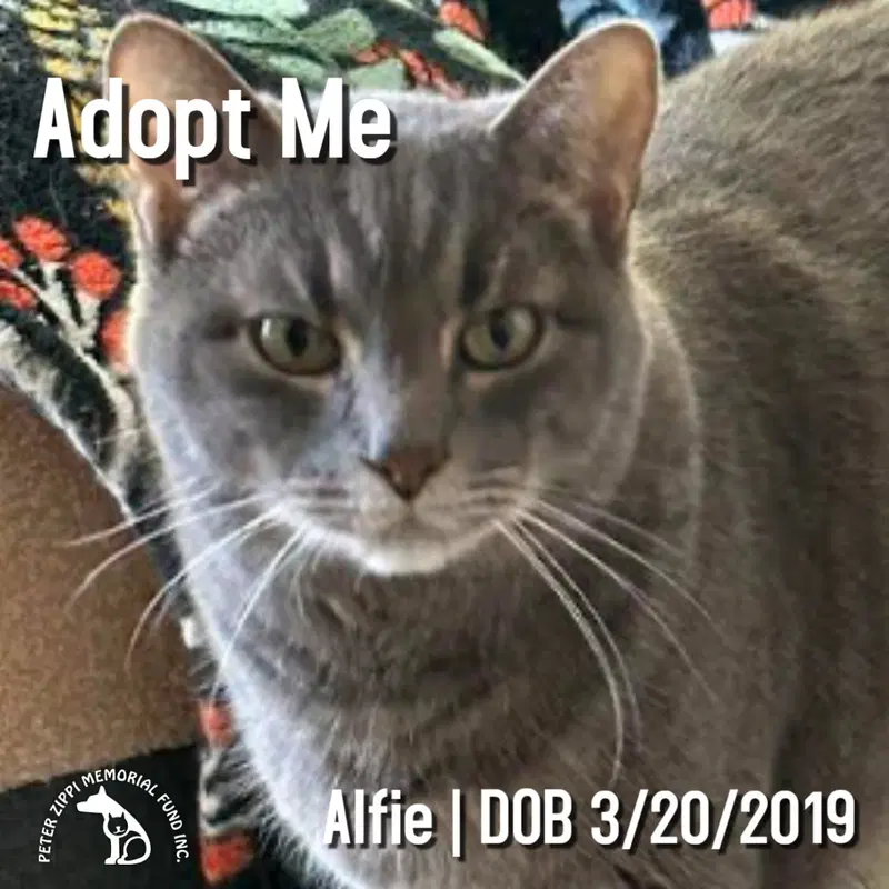 Alfie, an adult male Tabby cat up for adoption
