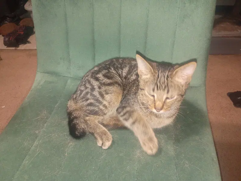 Halfsy, photo 2