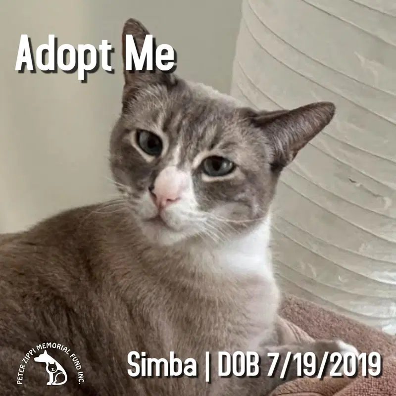 Simba, an adult male Snowshoe cat up for adoption