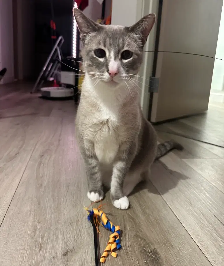 Simba, photo 2