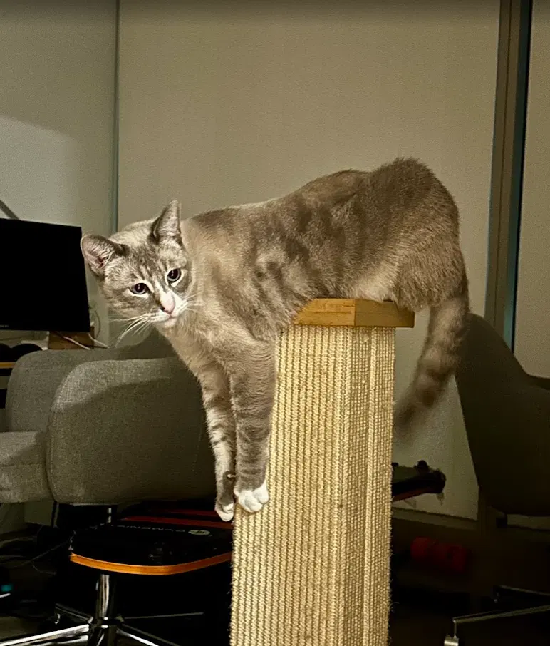 Simba, photo 3