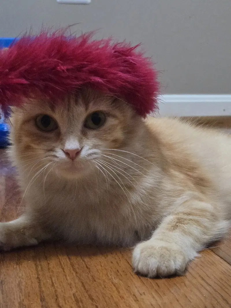 Jinx, photo 5