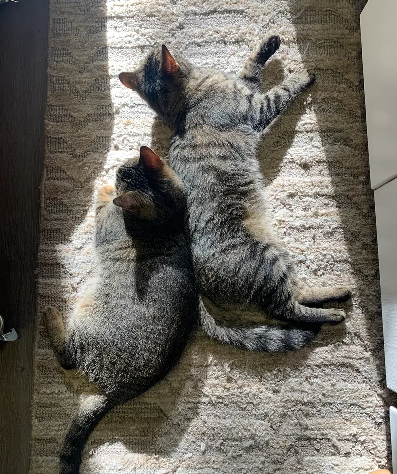 Sissy & Sassy, photo 3