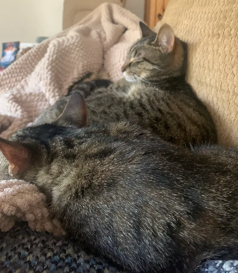 Sissy & Sassy, photo 5