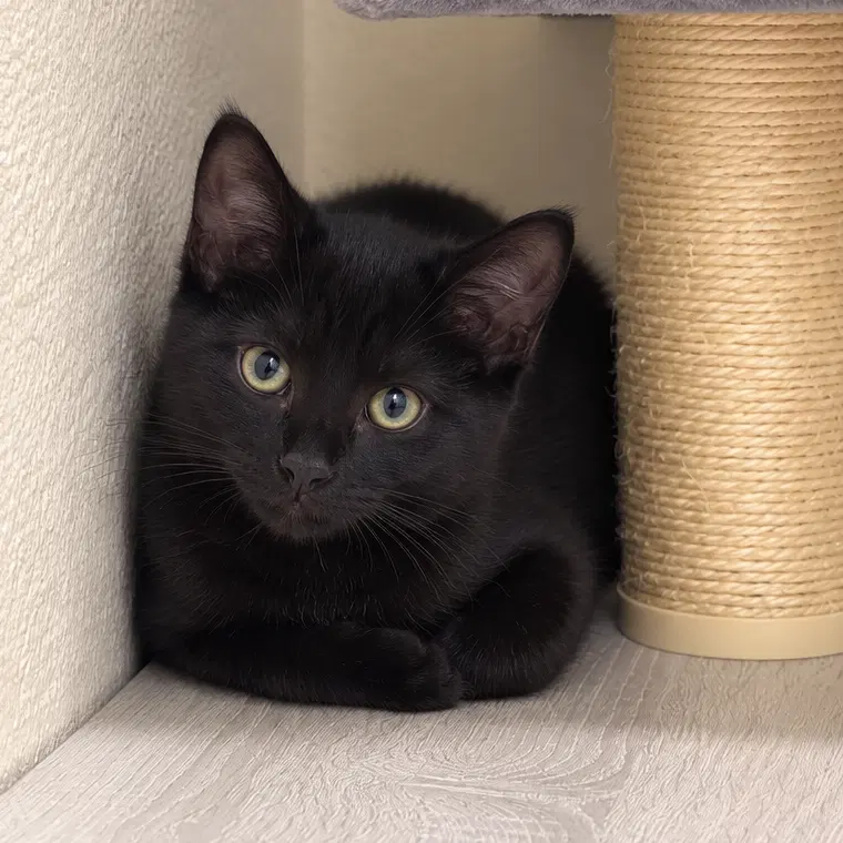 Agamemnon, a male kitten up for adoption