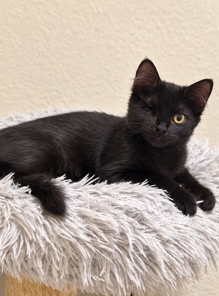 Polyphemus, a male kitten up for adoption