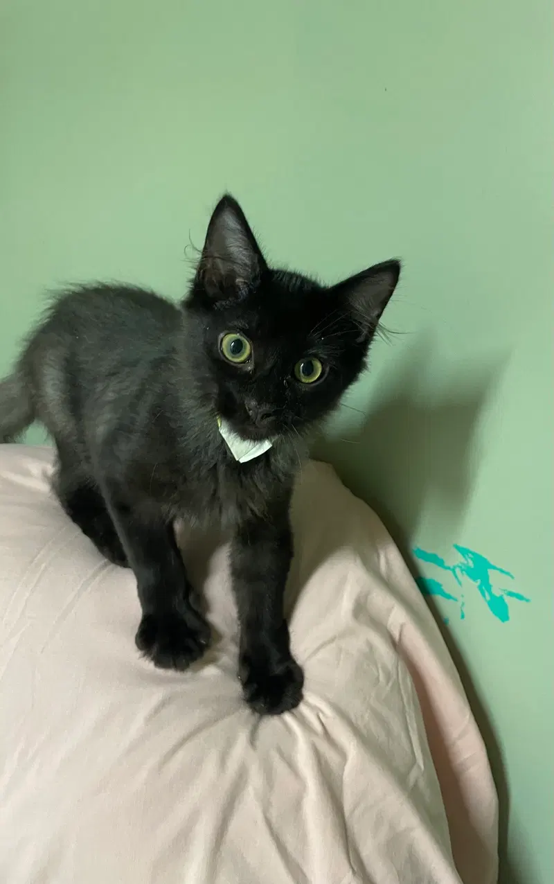 Buzz, a male cat up for adoption