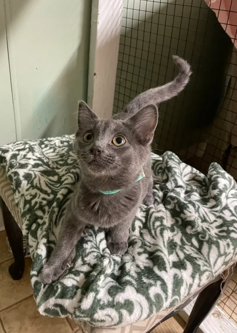 Jade, a young female cat up for adoption