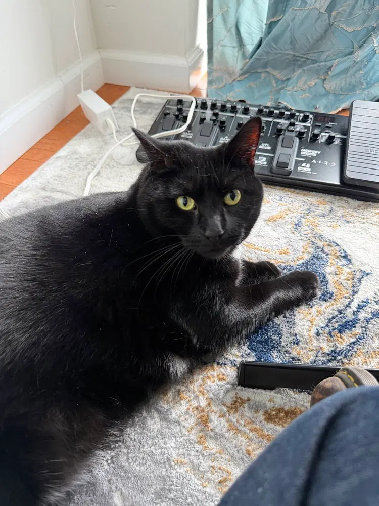 Joan, an adult female cat up for adoption