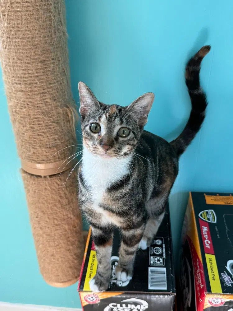 Cinnamon, a female Calico kitten up for adoption