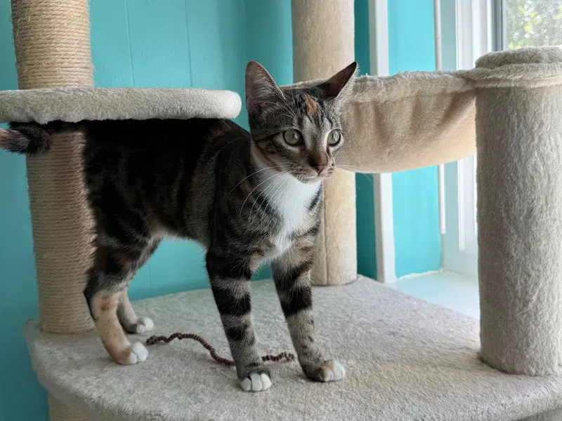 Cinnamon, photo 2