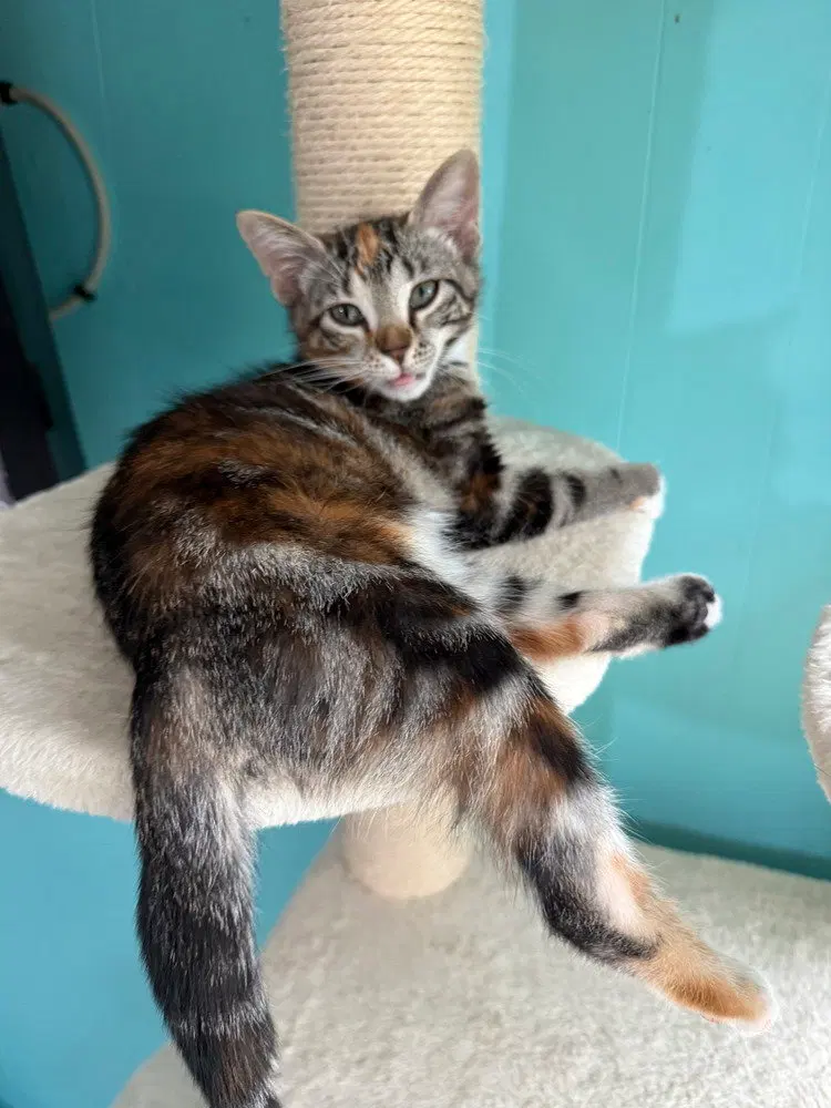 Cinnamon, photo 3