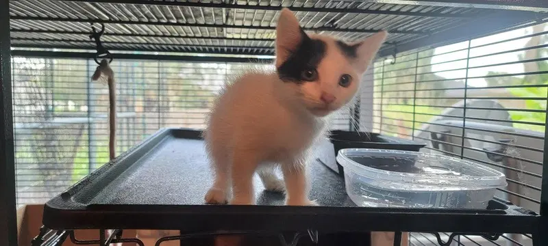 Bessie, a female kitten up for adoption
