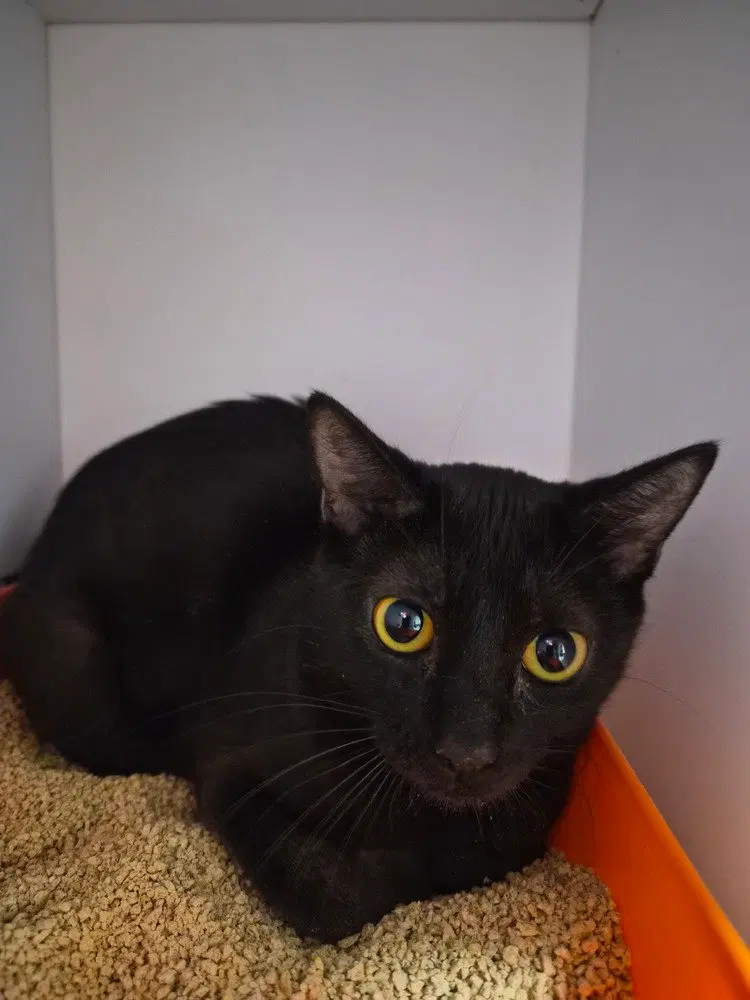 Faerie, a young female cat up for adoption