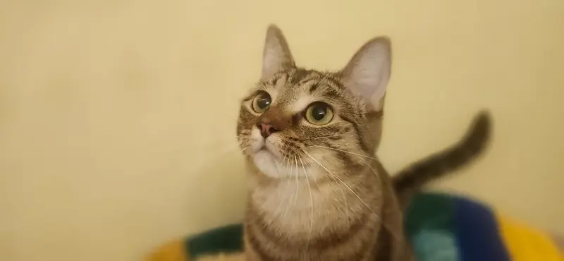Monae, a young female cat up for adoption