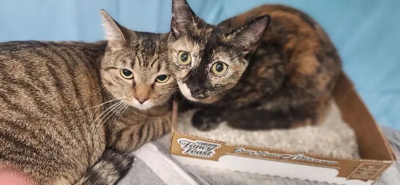 Monae, photo 2
